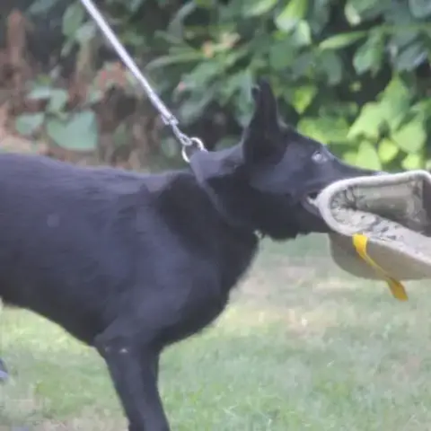 Berger Allemand De Travail