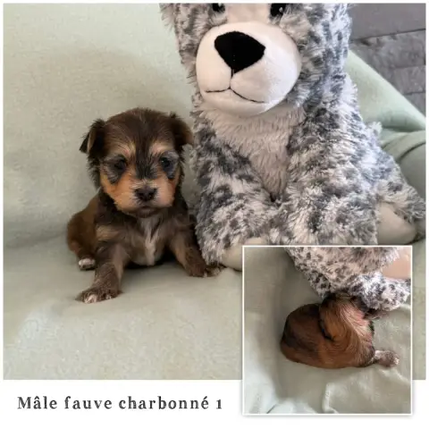 Bichon Havanais  Mâle Fauve Charbonné 1 Des Terres De b5ff5