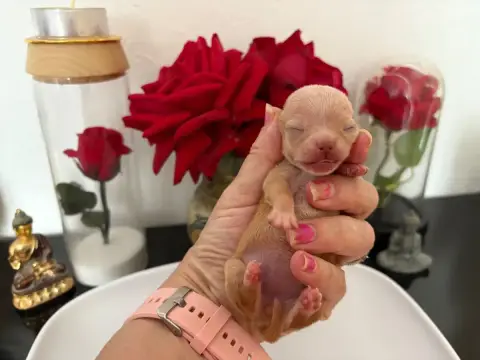 Chihuahua  Chiot N°6B Des Roses De Lolita