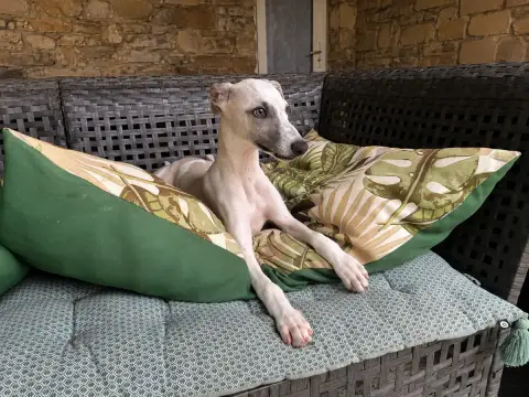 Whippet 
                        Bounty Du Frison Imp ab058 photo 2