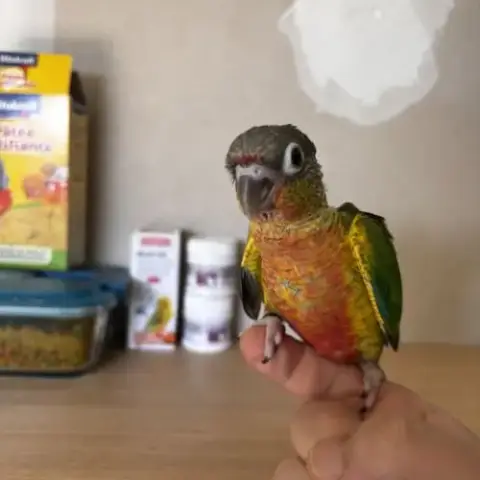 Conure Hypoxantha Eam