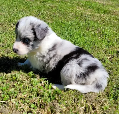 Border Collie photo 3