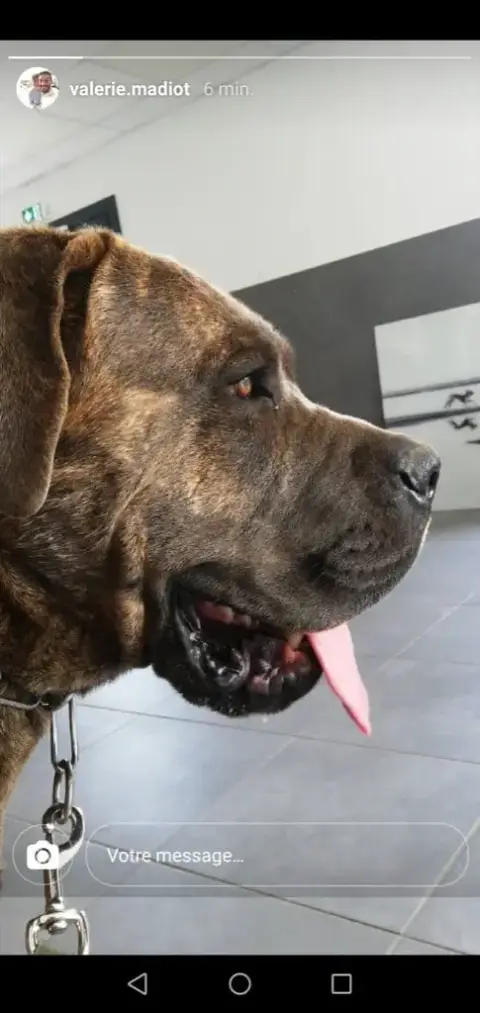 Cane Corso  Chiot N°1 Froment Valma'S Signature photo 3
