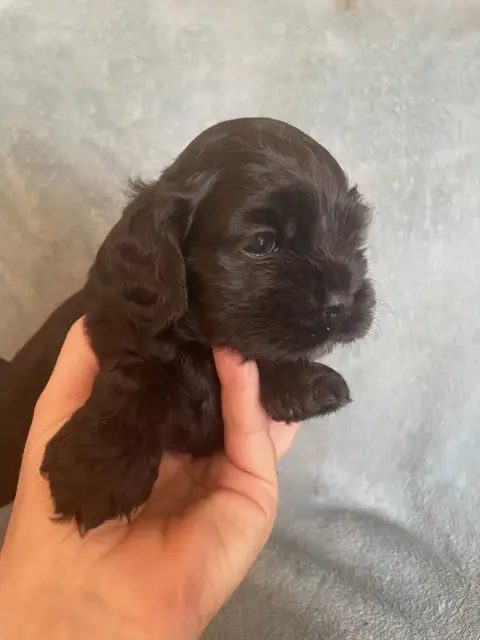 American Cocker Spaniel  Collier Rose Truly Mine