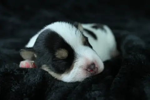 Parson Russell Terrier 
                        Bosco 0806d photo 2