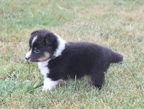 Shetland Sheepdog  Chiot N°3 Du Royaume D'Angélique aaf50 photo 2