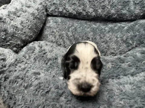 Cocker Spaniel Anglais  Chiot N°4 Du Moulin De Madjur 2e10c