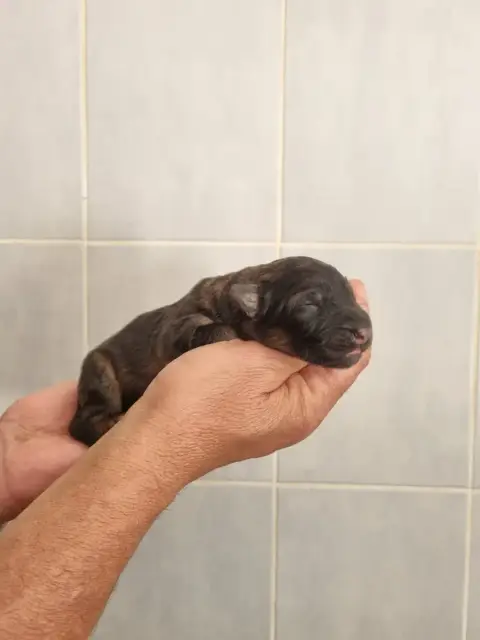 Berger Allemand Poil Long  Chiot 7 De L'Hacienda Del  6ecfe photo 2