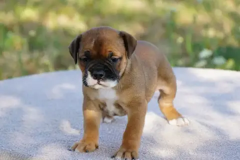 Bulldog Continental 
                        Chiot N° b54e2 photo 3