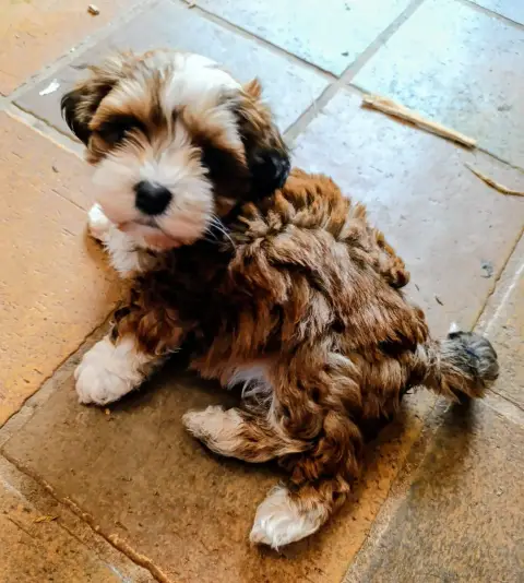 Bichon Havanais  Belle Bagatelle Coeur De Masaï Coeur 1f172