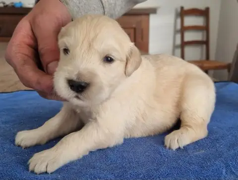 Golden Retriever  Chiot N°2 Des Hirondelles Du Voyage 286a5