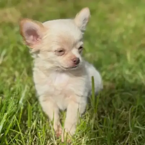 Disponible Chiot Chihuahua