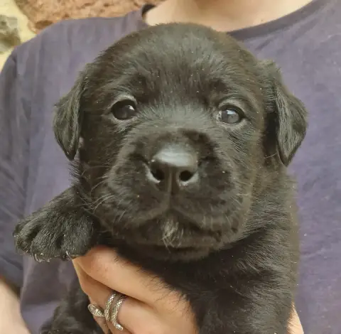 Labrador Retriever  Noire 5 Des Terres Sacrees photo 2