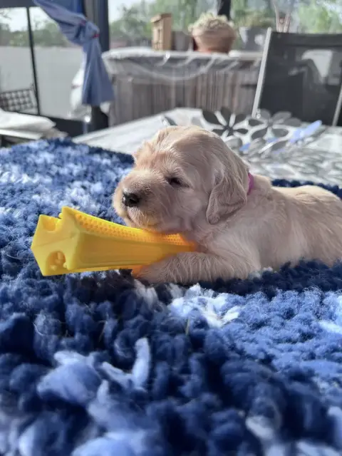 Golden Retriever  Rose De La Fontaine De Ricaud