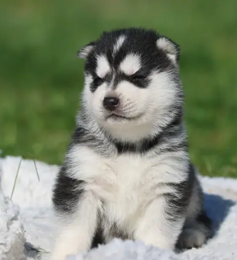 Siberian Husky  Black Canna De Daybreak Northern