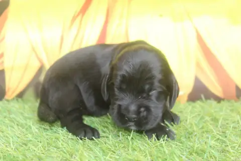 Cocker Spaniel Anglais  Femelle Noire Of Caniland'S D f0616
