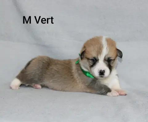 Welsh Corgi Pembroke 
                        Mr Vert 352bf