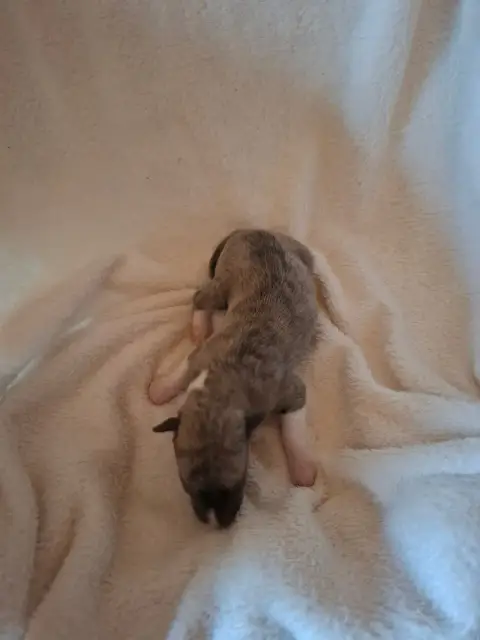 Whippet  Chiot 1