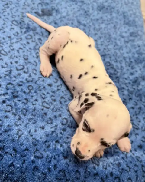 Dalmatien  Chiot N°8 Valma'S Signature photo 3