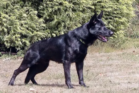 Berger Allemand  Bolt Du Glaive Noir photo 2