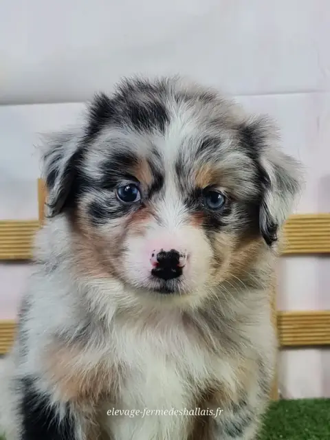 Berger Américain Miniature  Baby Blue Du Mont De La C 24ea8