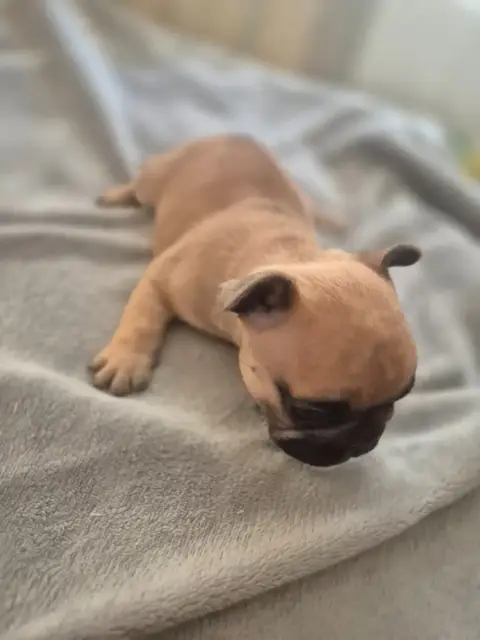 Bouledogue Français  Chiot 3 Le Domaine D'Oscar photo 3