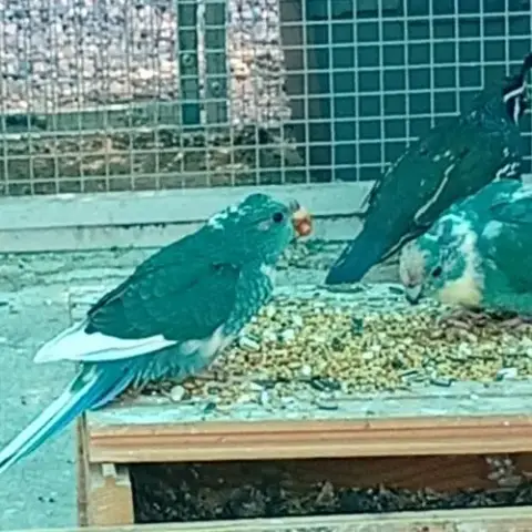 Kakarikis Mâles Bleus Et Panachés Bleus
