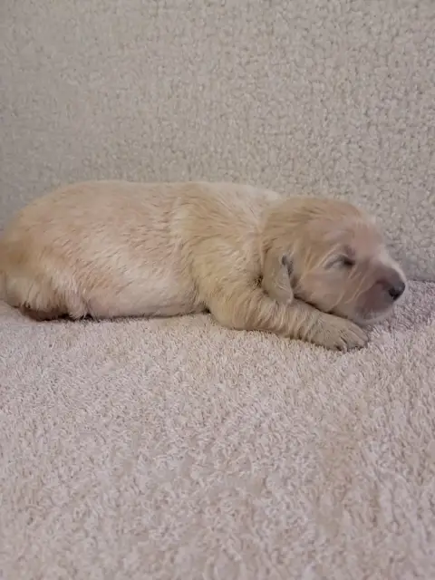 Golden Retriever  Bagherra Du Royaume D'Helfy photo 3