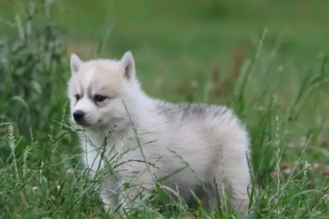 Siberian Husky  Chiot N°2 De Daybreak Northern photo 3