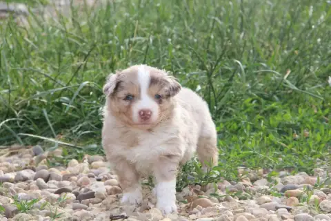 Berger Américain Miniature  Chiot N°2 Na Caorrun photo 2