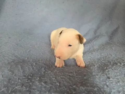 Bull Terrier  Chiot 7 By The Wall photo 3