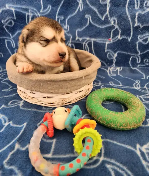 Alaskan Malamute photo 2