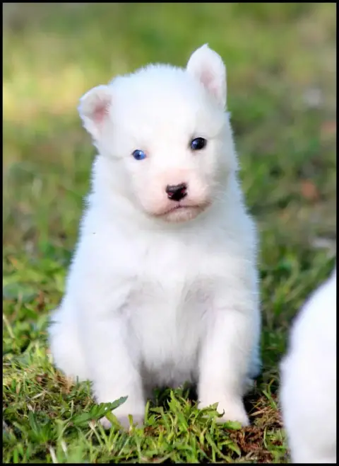 Laika De Iakoutie  Chiot N°4 L'Eden Des Shokou