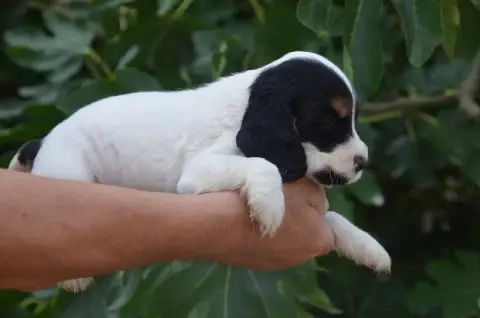 Cocker Spaniel Anglais  Chiot N°1 De La Foret Des Rev 3881c photo 3