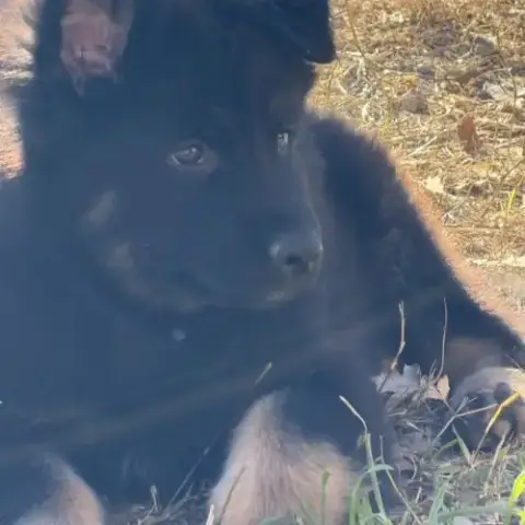 Chiot Berger Allemand