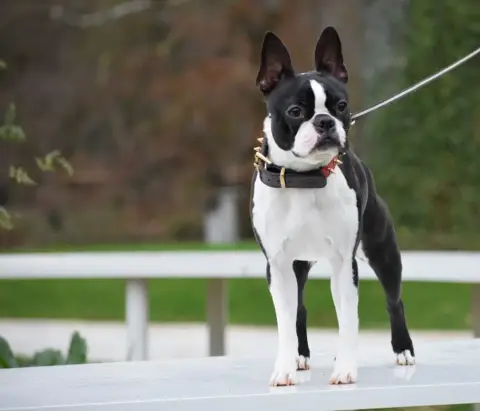 Boston Terrier  Chiot N°4 De Sabbia Nera De Mondella e70fe photo 3