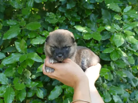 Shiba  Femelle Sesame Du Temps Des Amazones