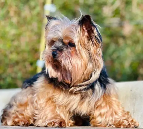 Yorkshire Terrier  Chiot N°3 photo 2