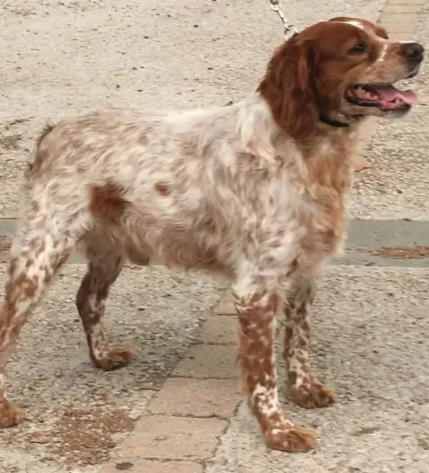 Epagneul Breton  Chiot N°3 Des Terres De Flore photo 3