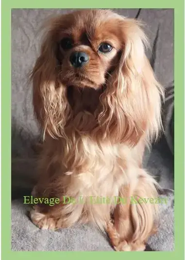 Cavalier King Charles Spaniel  Chiot N°2 De L'Elite D 9f2ee photo 3