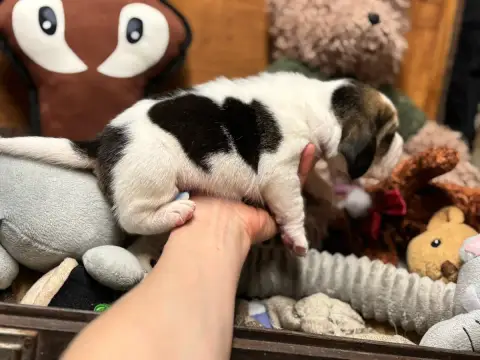 Beagle  Chiot N°1 Du Domaine Des Pattes Dorées photo 3