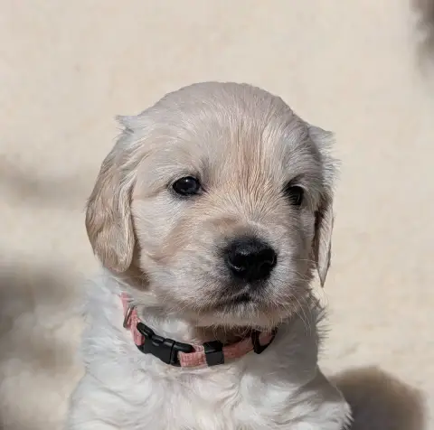Golden Retriever  Beauty De L'Esprit D'Oural