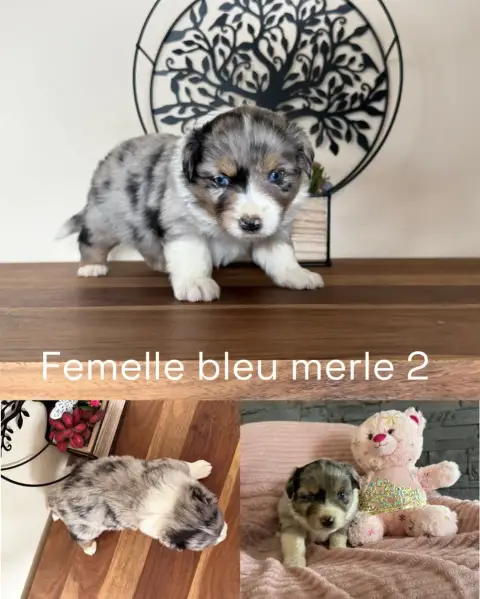 Berger Américain Miniature  Femelle Bleu Merle 2 Des  82e2d