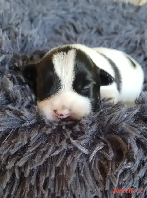 Jack Russell Terrier  Noire Et Blanche Du Bois De Lhu 76601