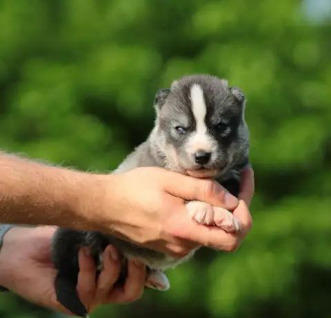 Siberian Husky  Basko Of Masadora