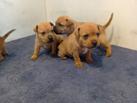 Staffordshire Bull Terrier  Chiot N°3 Unguibus Et Ros 8178a