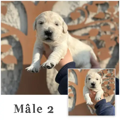 Golden Retriever  Mâle 2 Des Terres De L'Avesnois
