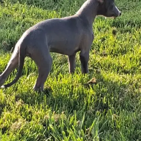 Chiot Whippet Femelle