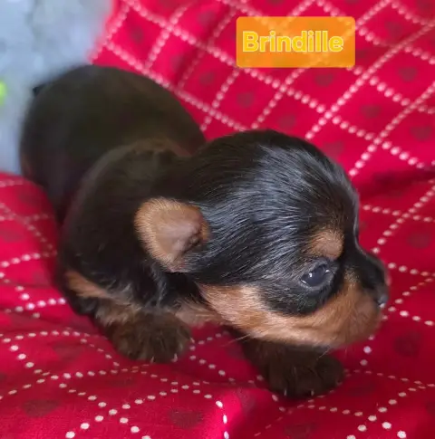 Yorkshire Terrier  Brindille Du Paradis De L'Isle