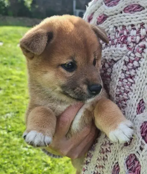 Shiba  Chiot N°3 Du Sceau-